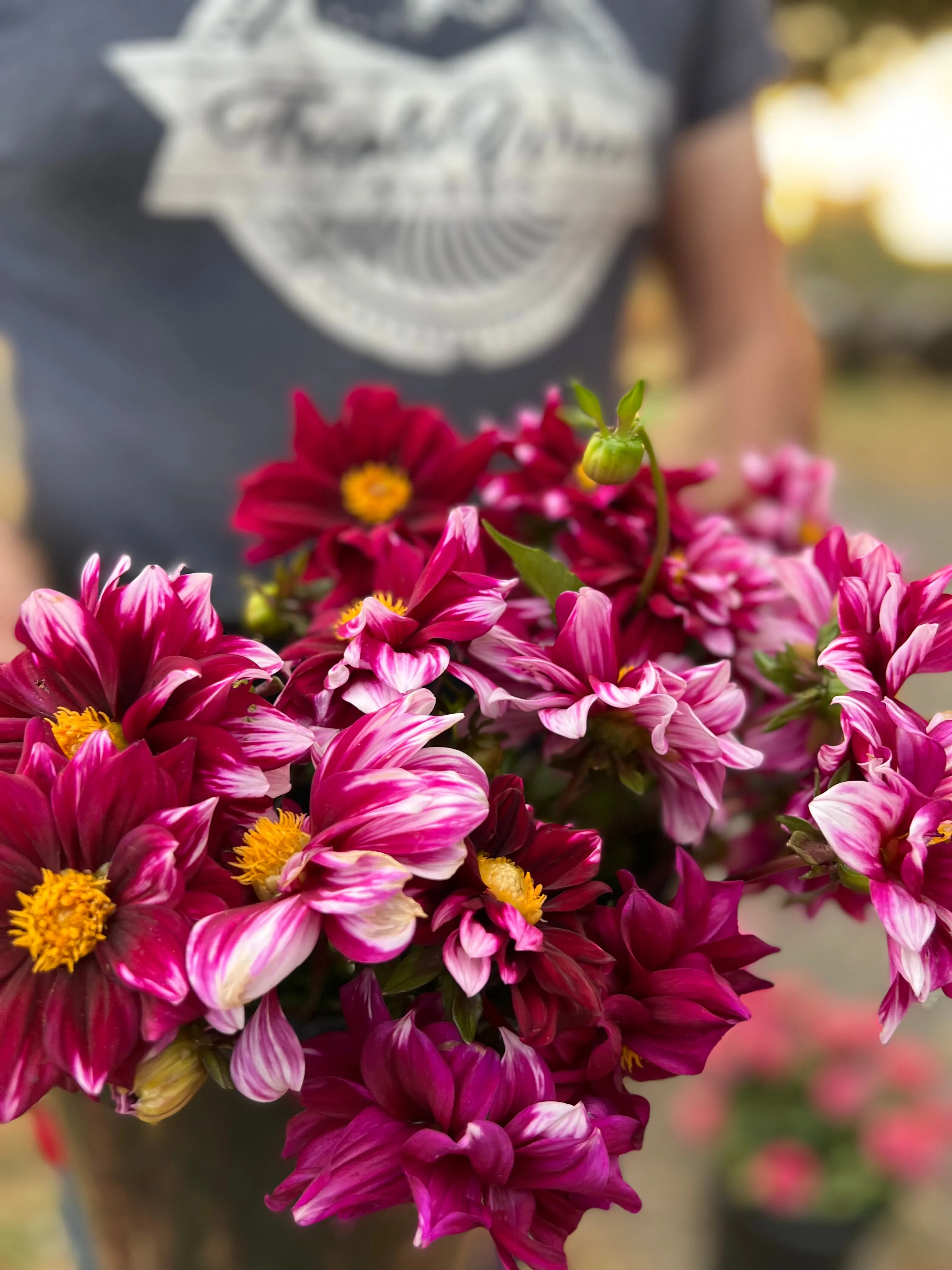 Edge of Joy Dahlia Tuber