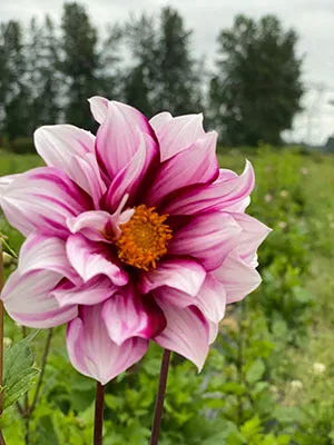 Edge of Joy Dahlia Tuber