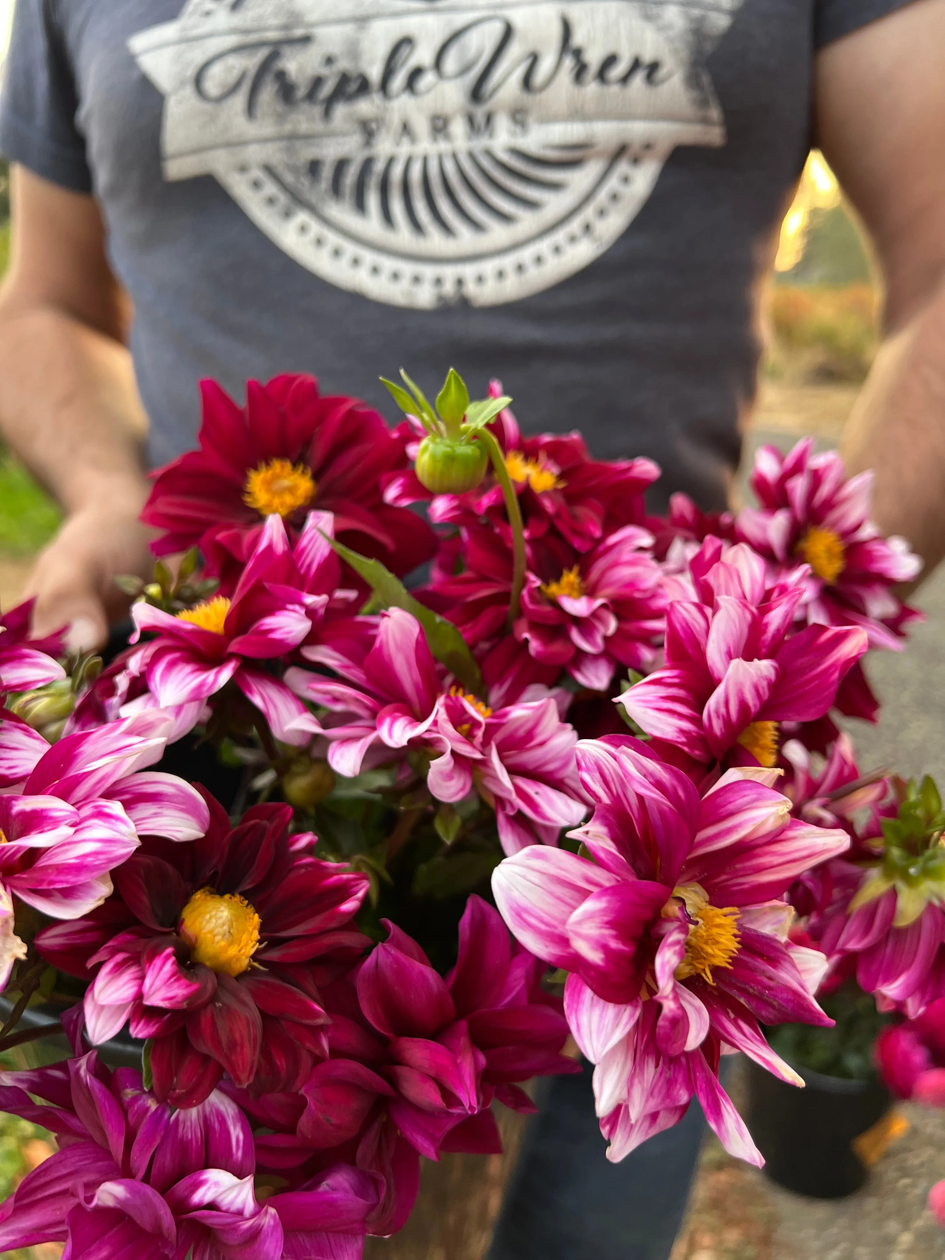 Edge of Joy Dahlia Tuber