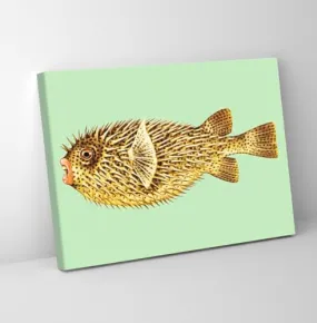 GADGETS WRAP Canvas Gallery Wrap Framed for Home Office Studio Living Room Decoration (11x9inch) - Puffer Fish